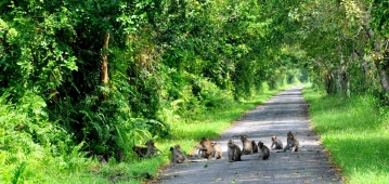 CUC PHUONG NATIONAL PARK FULLDAY TOUR