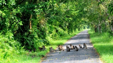 CUC PHUONG NATIONAL PARK FULLDAY TOUR