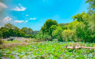 Quadruple bungalow in the front of river