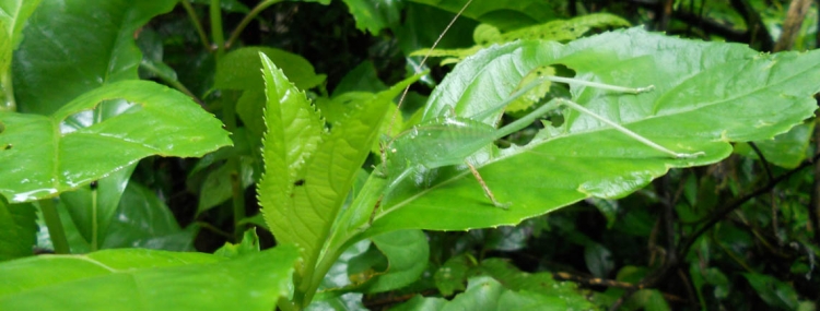 CUC PHUONG NATIONAL PARK FULLDAY TOUR